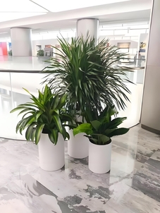 杭州湾花木租摆